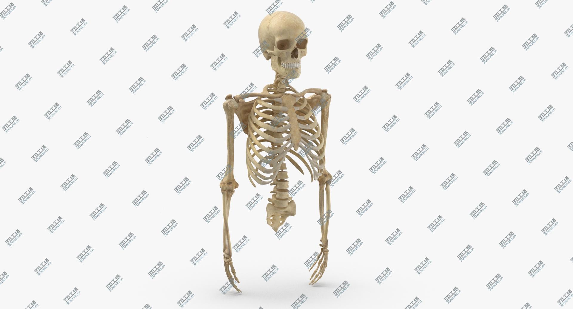 images/goods_img/20210319/Real Human Rib Cage Spine Male Skull Calvicle Scapula and Arms Bones Anatomy 01 3D/3.jpg